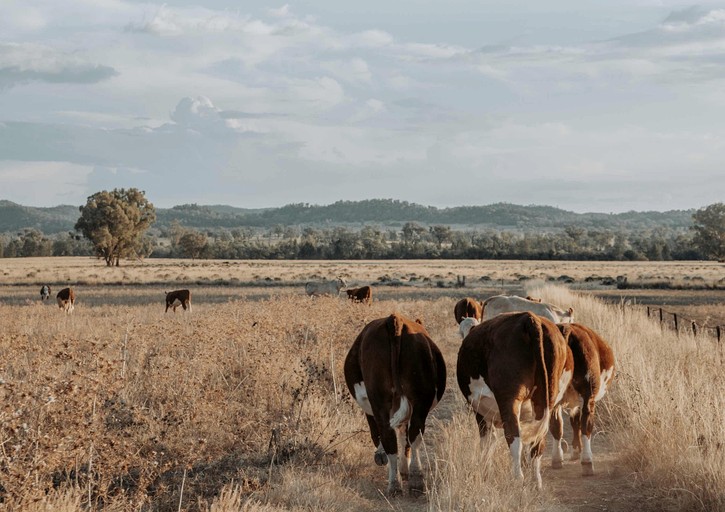 Tiny Houses (Australia, Warialda, New South Wales)