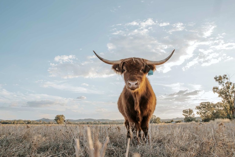 Tiny Houses (Australia, Warialda, New South Wales)