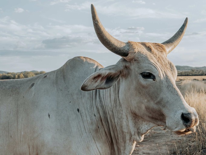 Tiny Houses (Australia, Warialda, New South Wales)