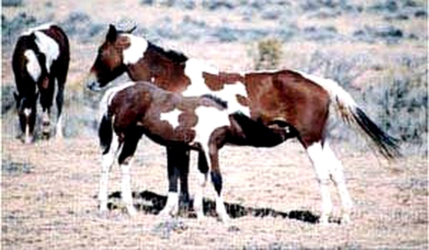 Cozy Sheepherder's Wagon Near Yellowstone National Park, Wyoming
