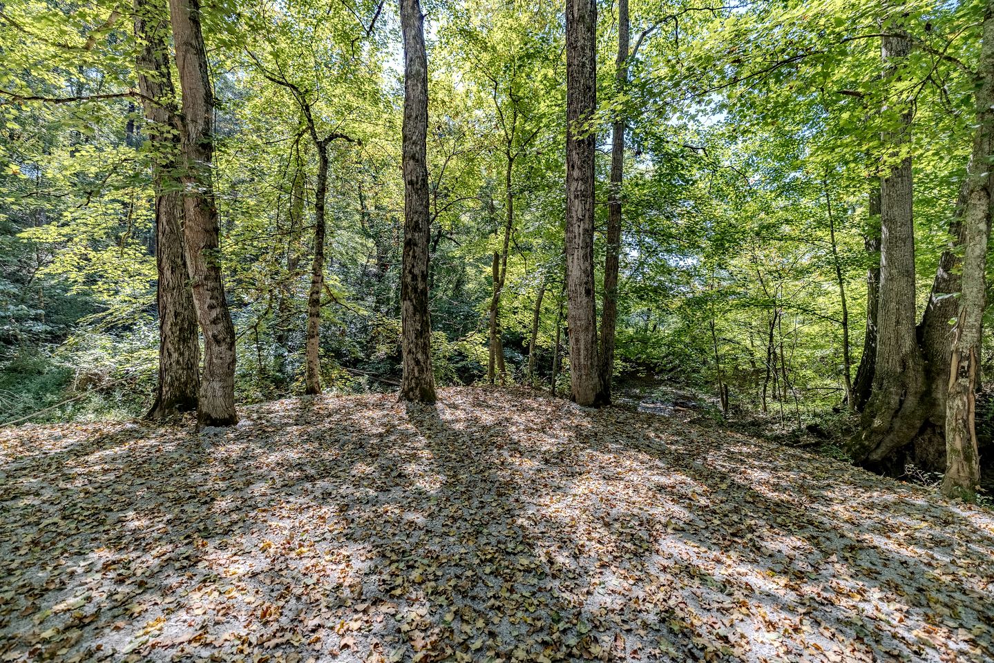 Cozy Studio Rental Nestled in the Smoky Mountains and Surrounded by Nature in Newport, Tennessee