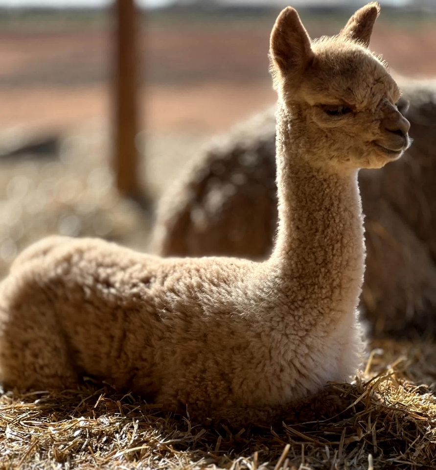 Cozy Tiny House Stay with Friendly Alpacas near Mildura, Victoria