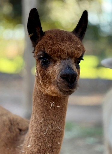Tiny Houses (Australia, Mildura, Victoria)