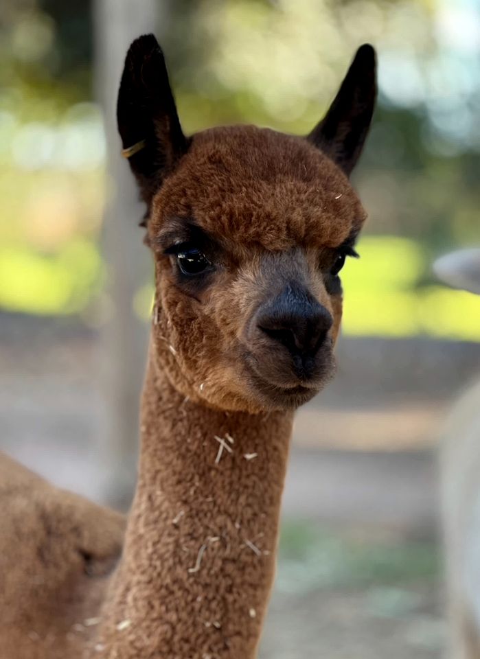 Cozy Tiny House Stay with Friendly Alpacas near Mildura, Victoria