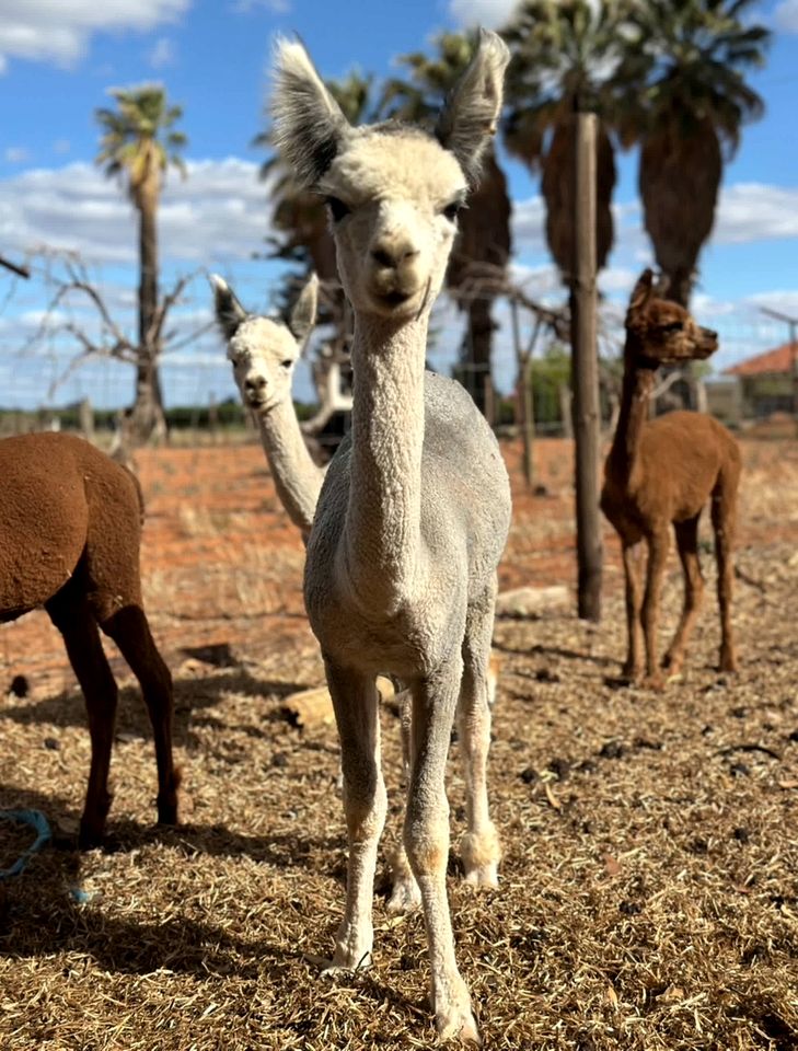 Cozy Tiny House Stay with Friendly Alpacas near Mildura, Victoria