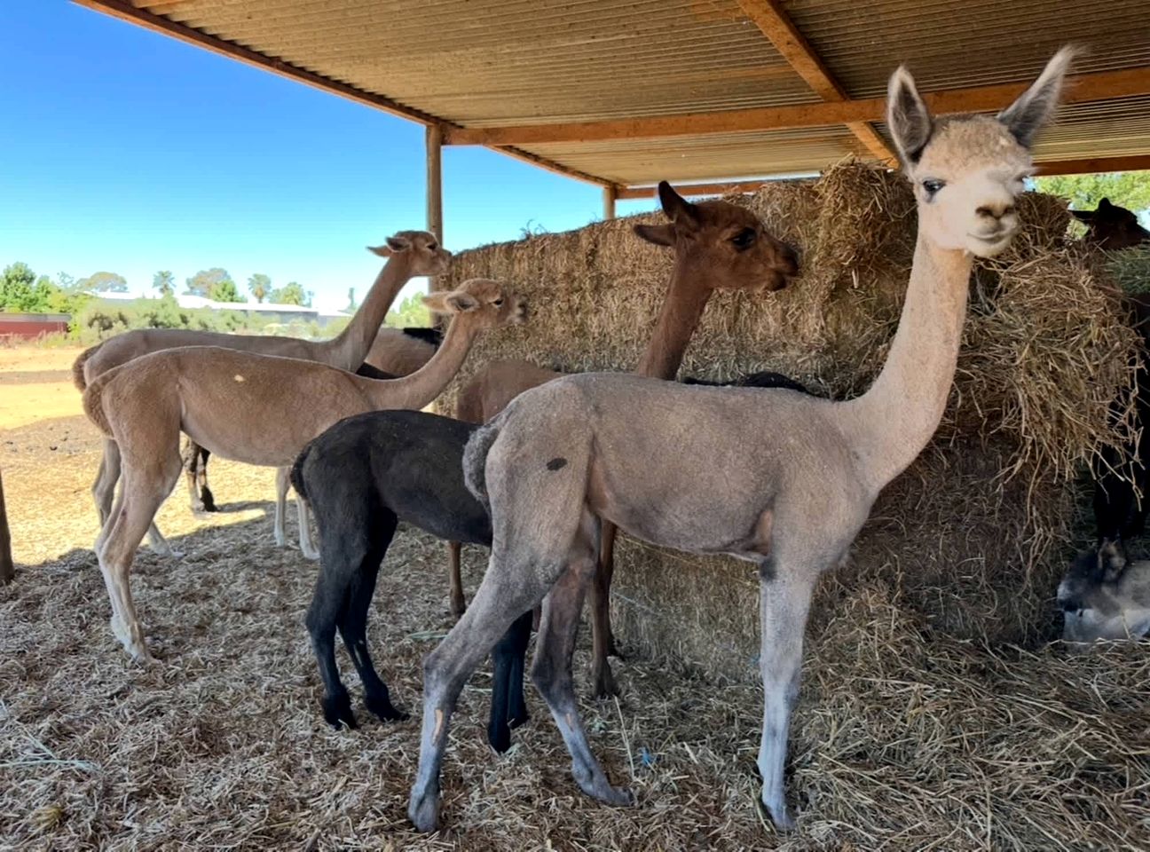Cozy Tiny House Stay with Friendly Alpacas near Mildura, Victoria