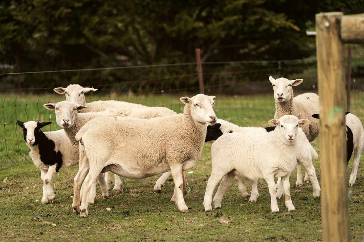 Cozy Tiny House Stay with Farm Animals near Ballarat, Victoria