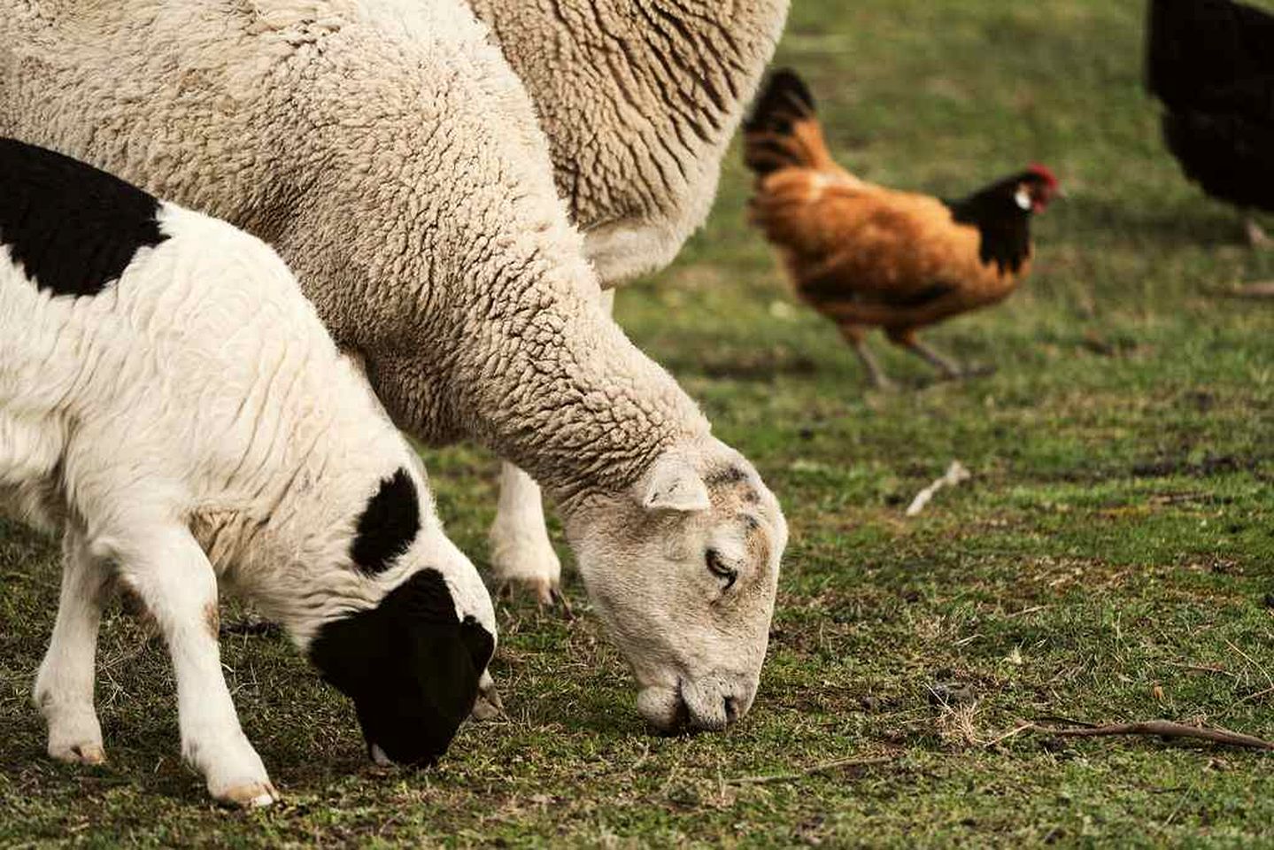 Cozy Tiny House Stay with Farm Animals near Ballarat, Victoria