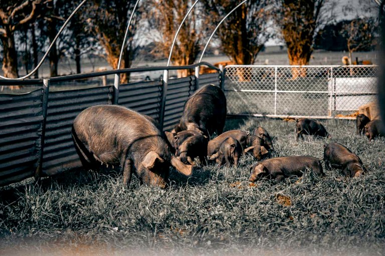 Tiny Houses (Australia, Purdeet, Victoria)