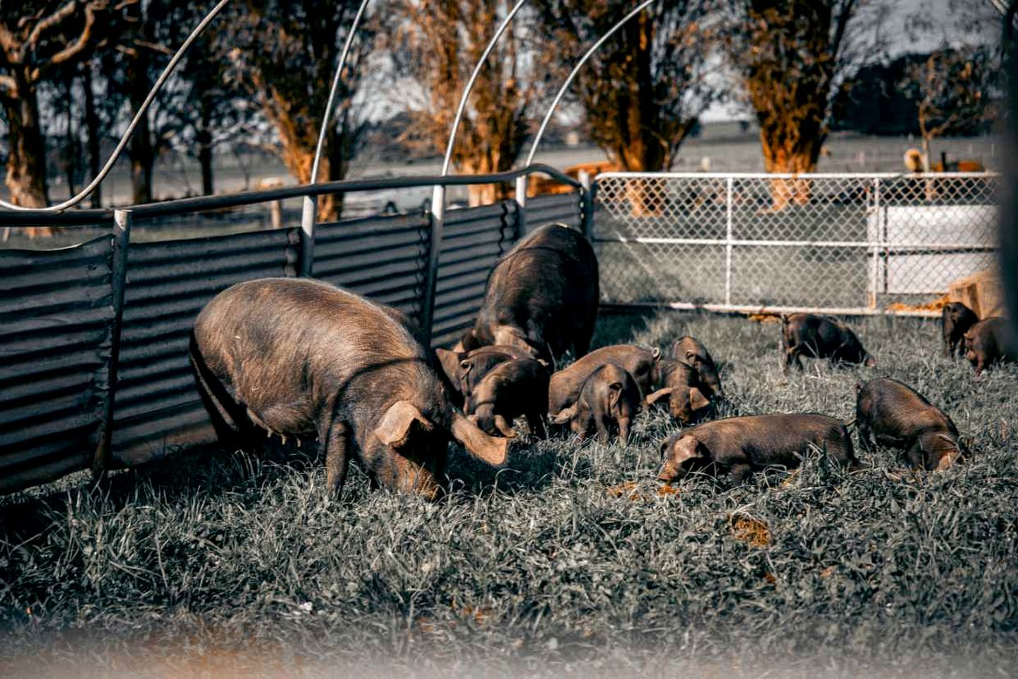 Cozy Tiny House with Lovely Outdoor Area and BBQ in Purdeet, Victoria