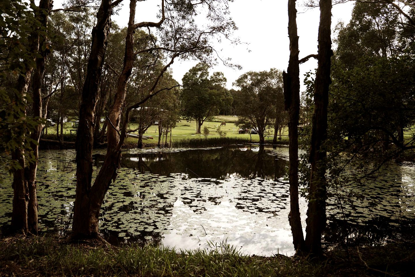 Cozy Tiny House Surrounded by Trees in Coffs Harbour, New South Wales