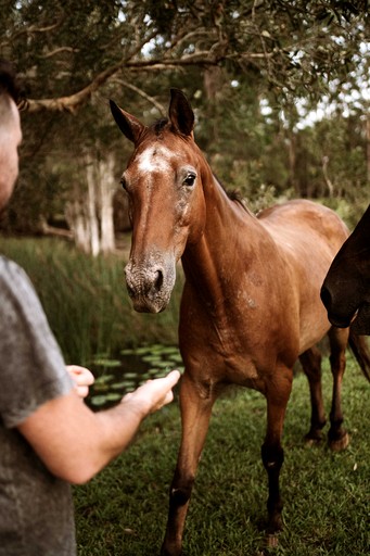 Cabins (Australia, Coffs Harbour, New South Wales)