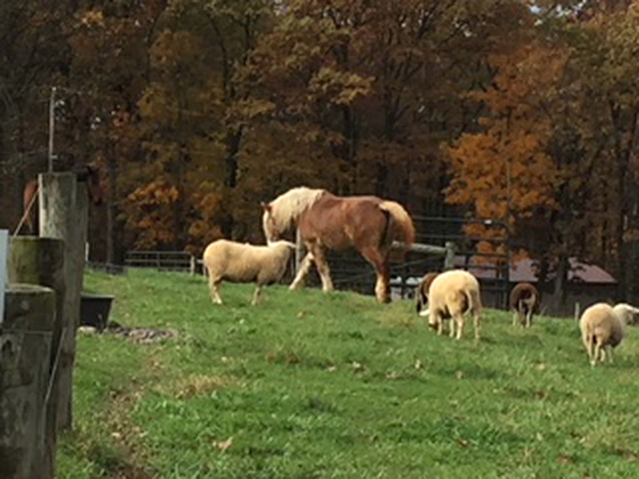 Cozy Vacation Room on a Farm Stay in Coopersburg, Pennsylvania