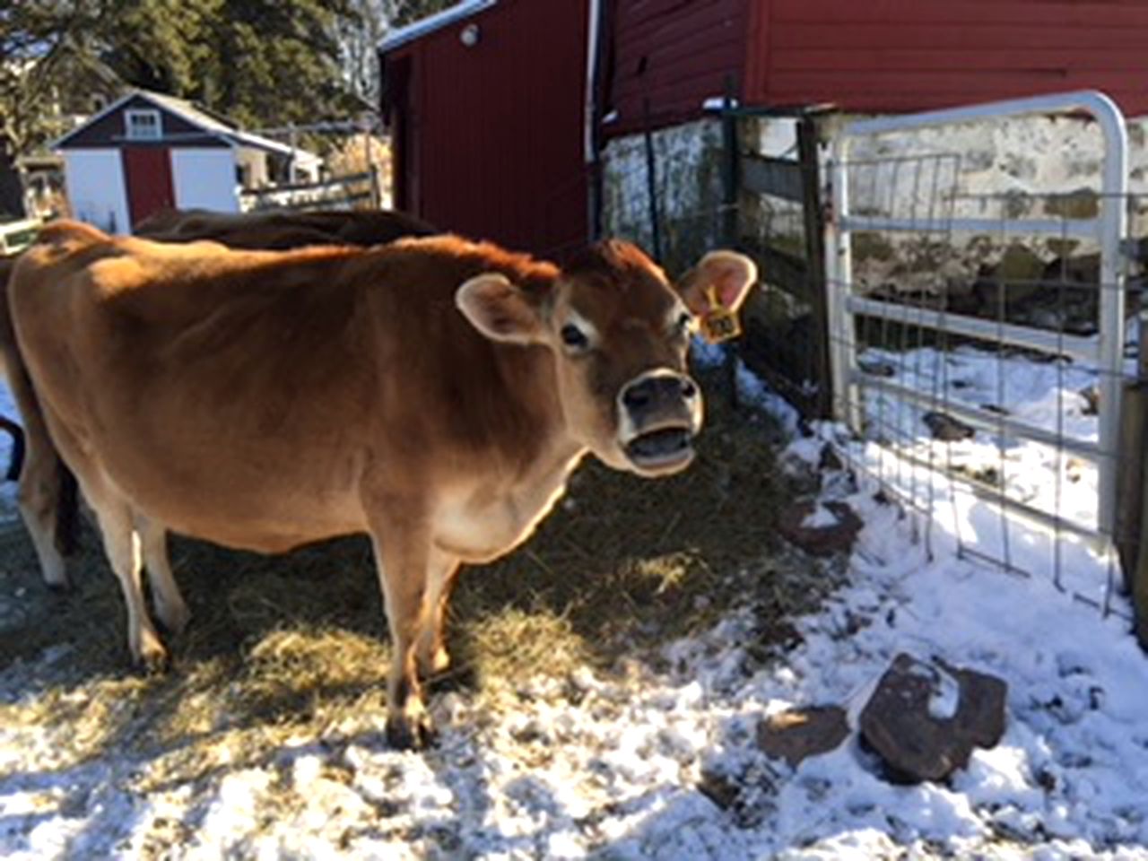 Cozy Vacation Room on a Farm Stay in Coopersburg, Pennsylvania