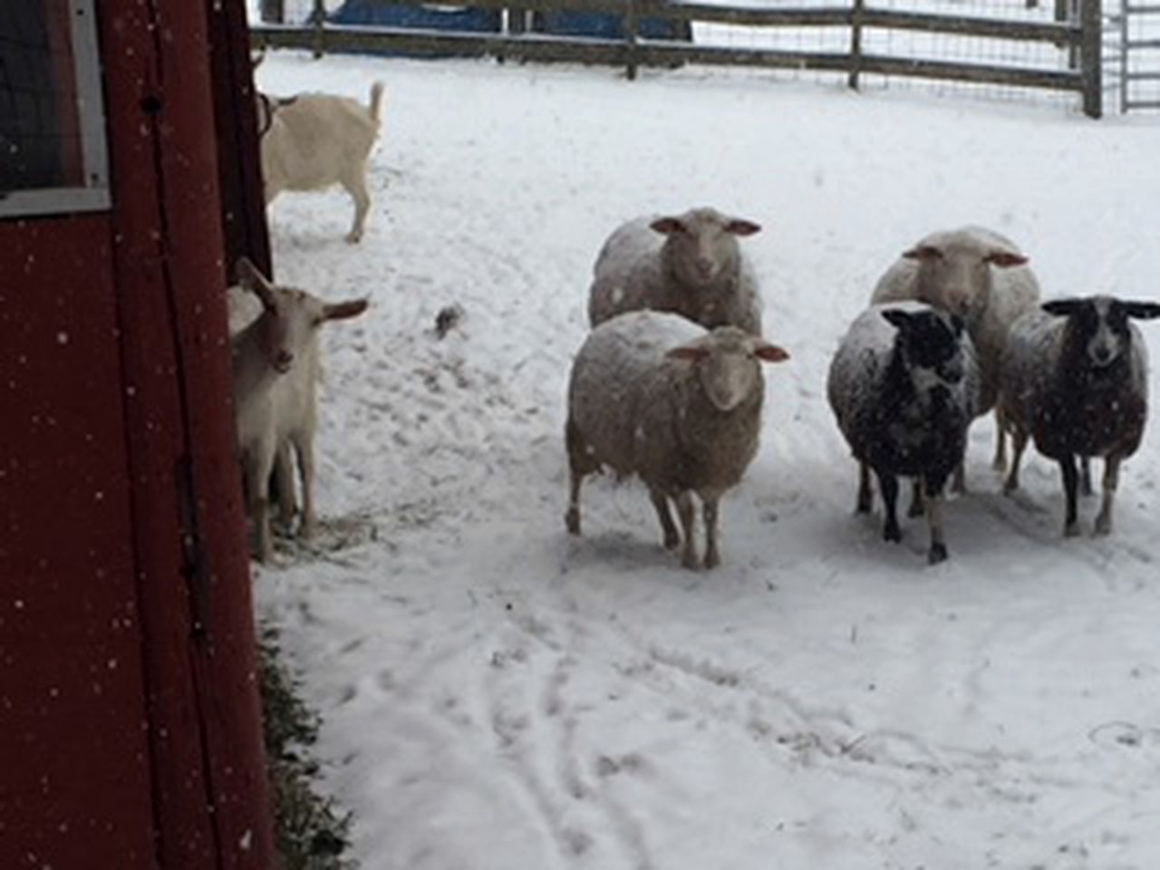 Cozy Vacation Room on a Farm Stay in Coopersburg, Pennsylvania