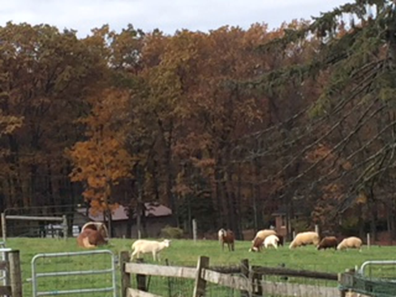 Cozy Vacation Room on a Farm Stay in Coopersburg, Pennsylvania