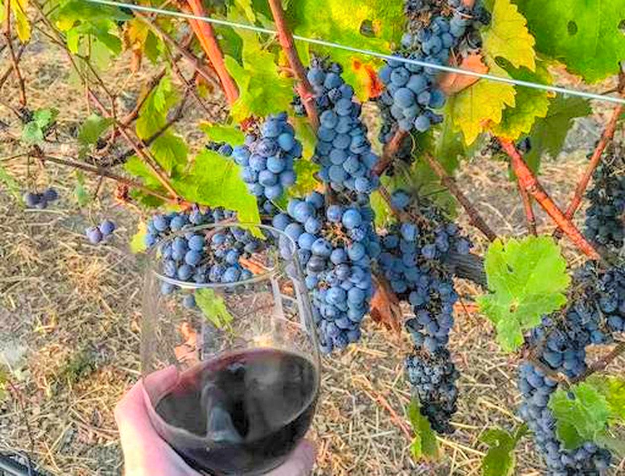 Charming Cottage Rental for a Fun-Filled Vacation in the San Francisco Bay Area, California