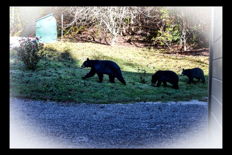 Cabins (United States of America, Gatlinburg, Tennessee)
