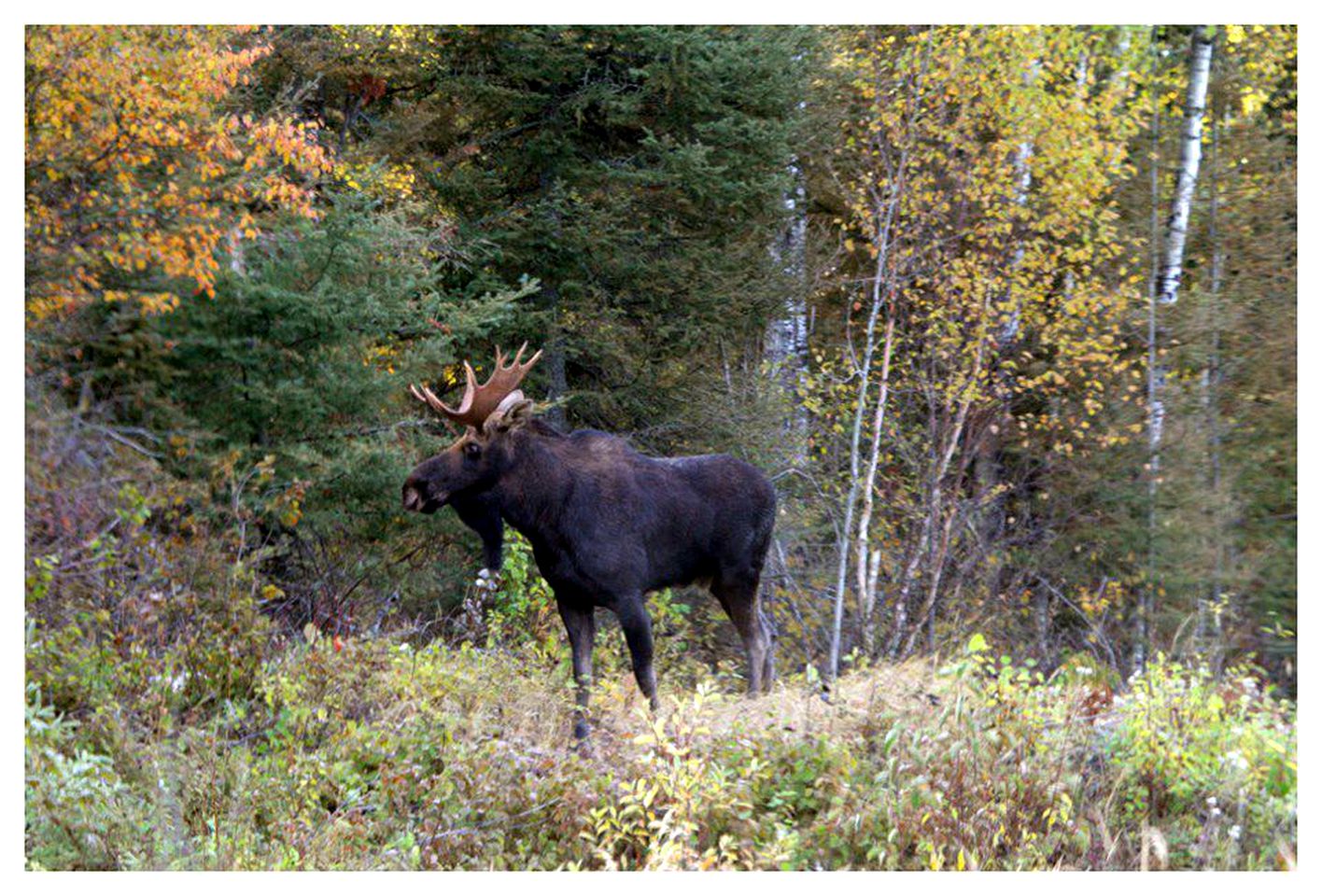 Poplar Creek Guesthouse and Yurts, Yurts 369, Grand Marais, United