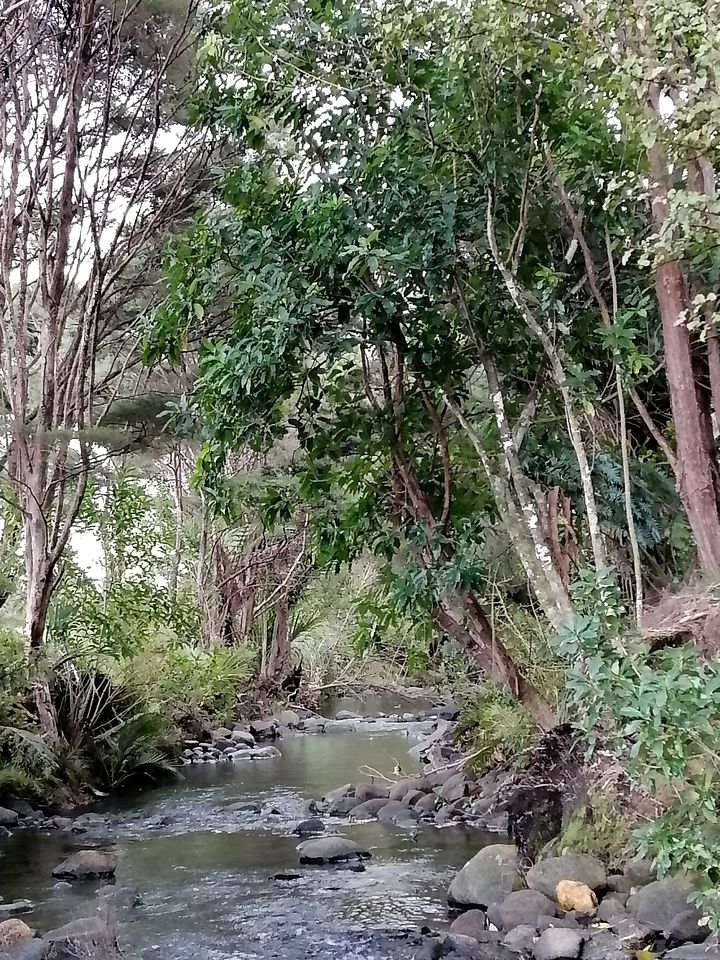 Secluded Tiny House with Outdoor Bathtub in Auckland, New Zealand