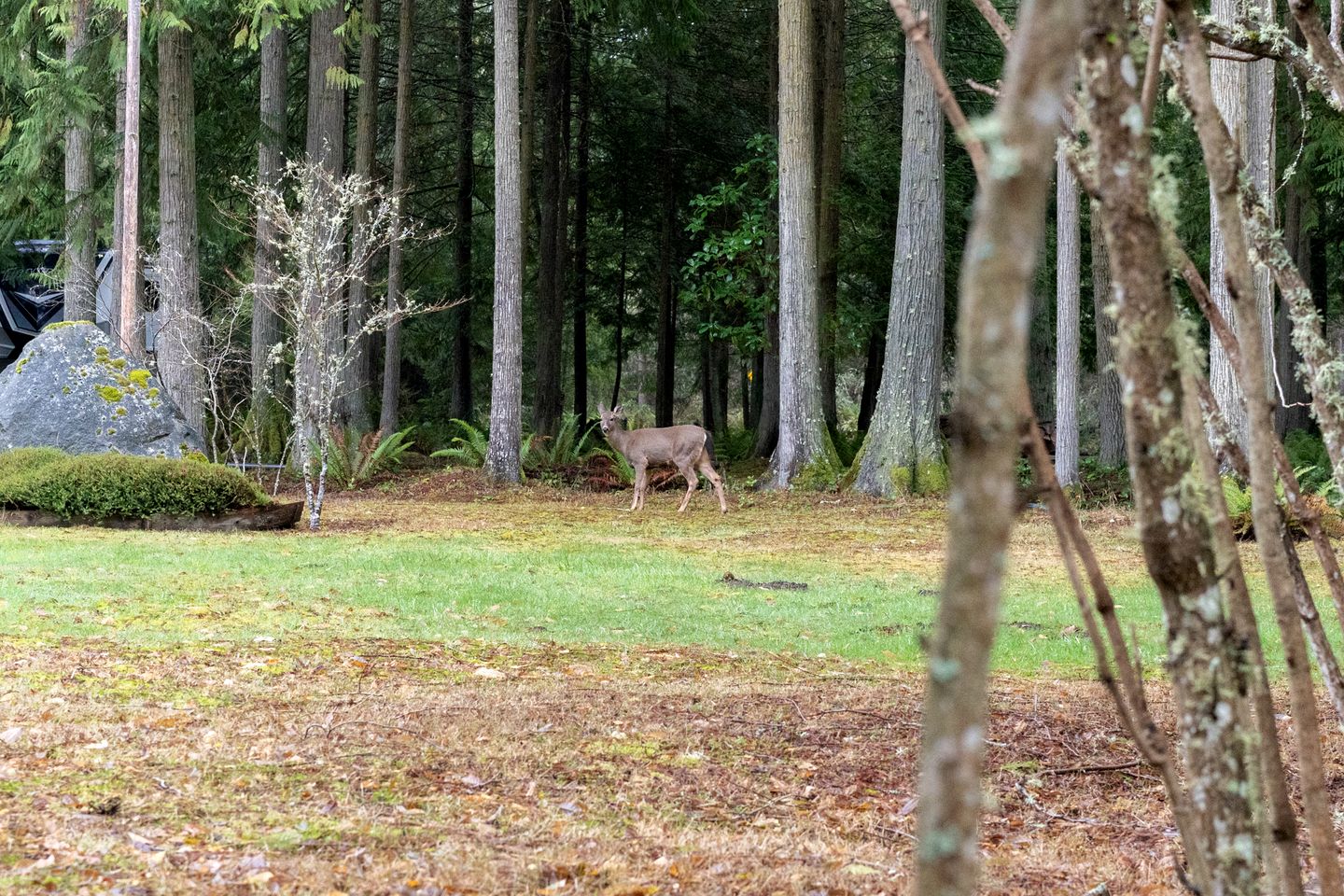 Tranquil, Creekside Cabin in the Forest of Sequim, Washington, Perfect for a Glamping Getaway from Seattle