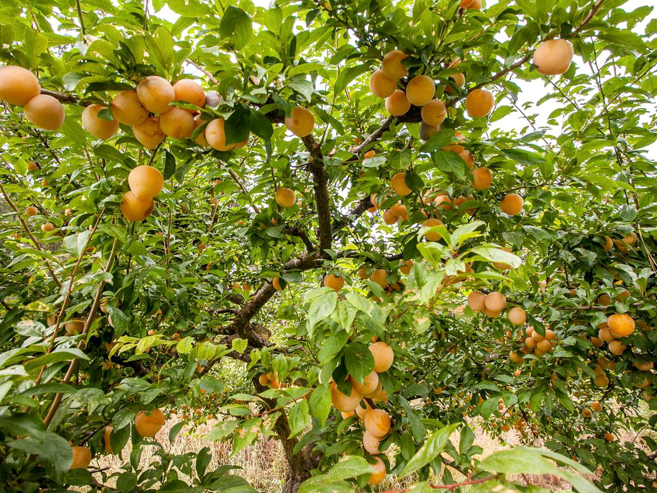 Spacious Cabin Rental for Families near Leavenworth, Washington