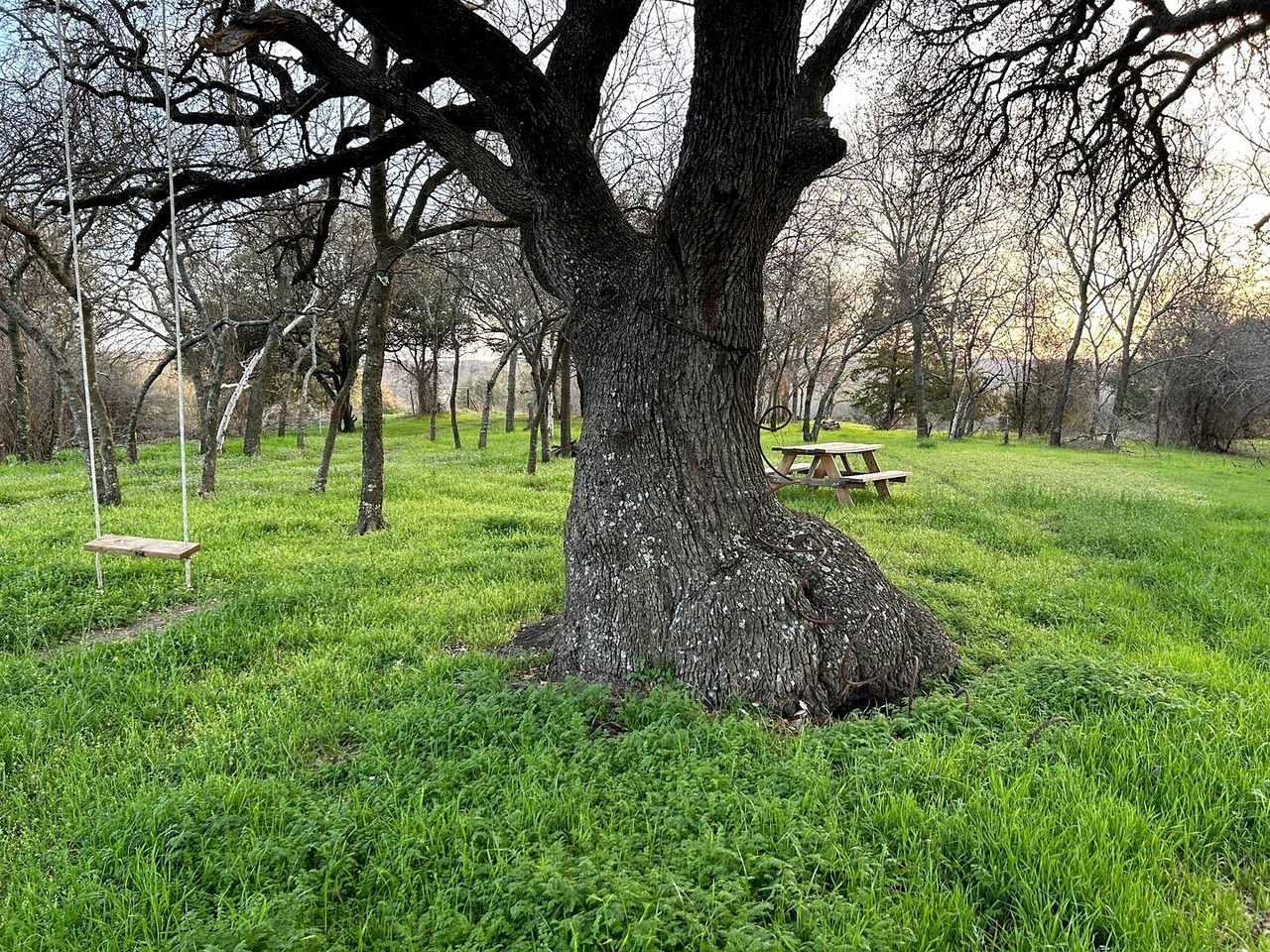 Enchanting Pecan Treehouse with Creek Views near Forestburg, Texas