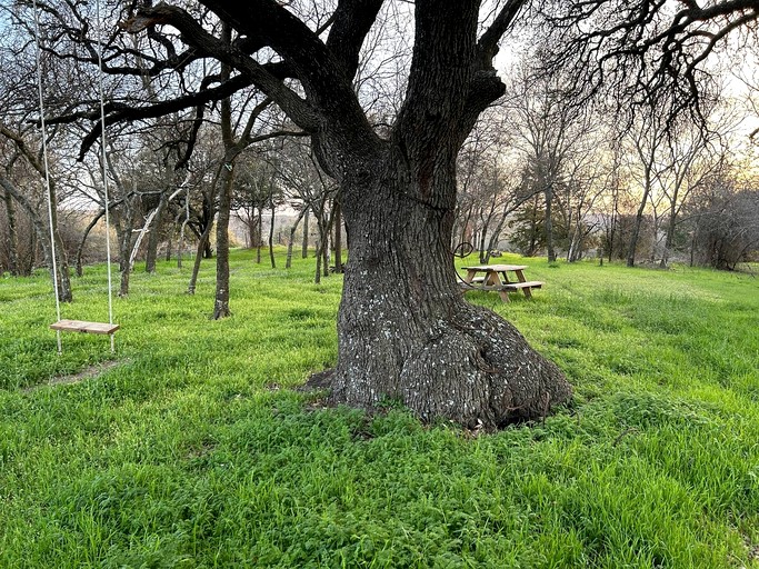Tree Houses (United States of America, Forestburg, Texas)