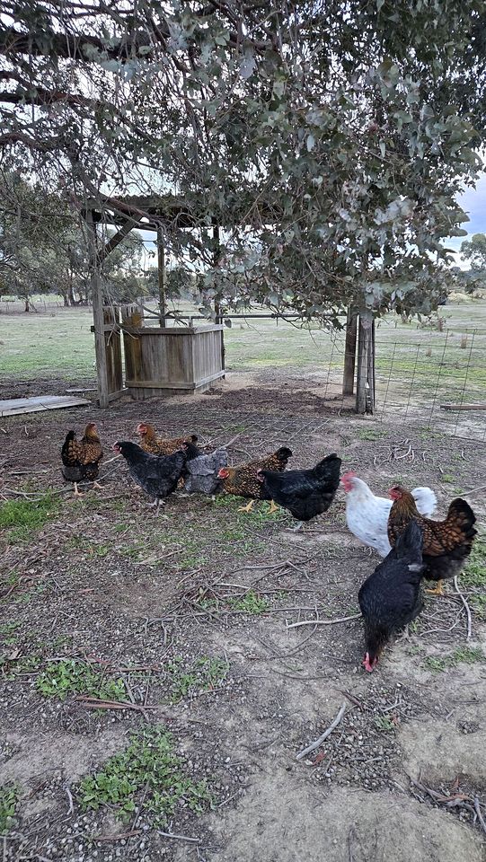 Cozy Tiny House Stay with Farm Animals near Ballarat, Victoria
