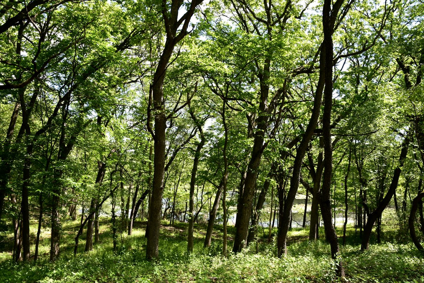 Three Rustic Glamping Tents for a Unique Group Adventure in Nature in Troy, Wiconsin