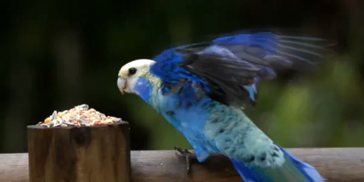 Chilverton Cottages Pet Friendly, Nature Lodges 35703, Evelyn