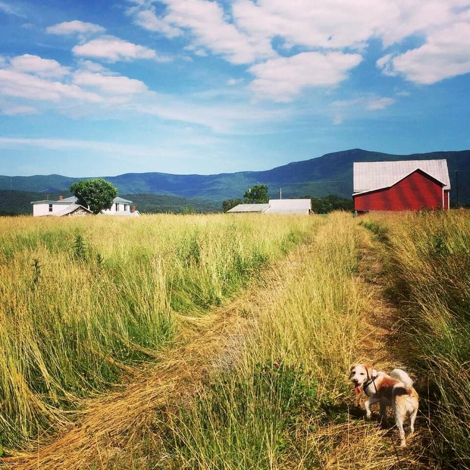 Cute Cottage on Working Farm for Farmstay Glamping Getaways to Virginia - Perfect for Animal Lovers