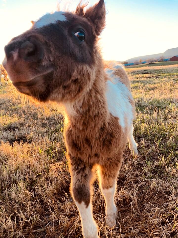 Cute Cottage on Working Farm for Farmstay Glamping Getaways to Virginia - Perfect for Animal Lovers