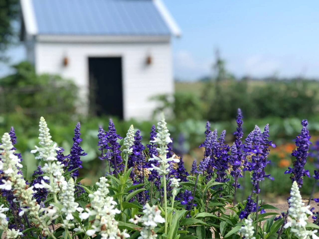 Cute Cottage on Working Farm for Farmstay Glamping Getaways to Virginia - Perfect for Animal Lovers