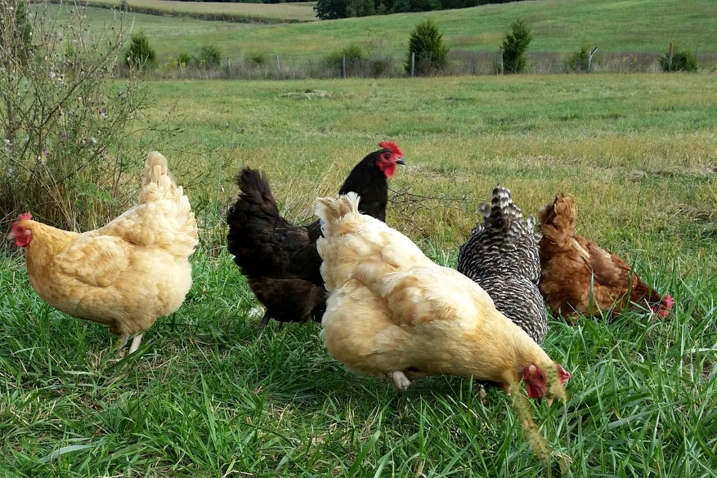 Cute Cottage on Working Farm for Farmstay Glamping Getaways to Virginia - Perfect for Animal Lovers