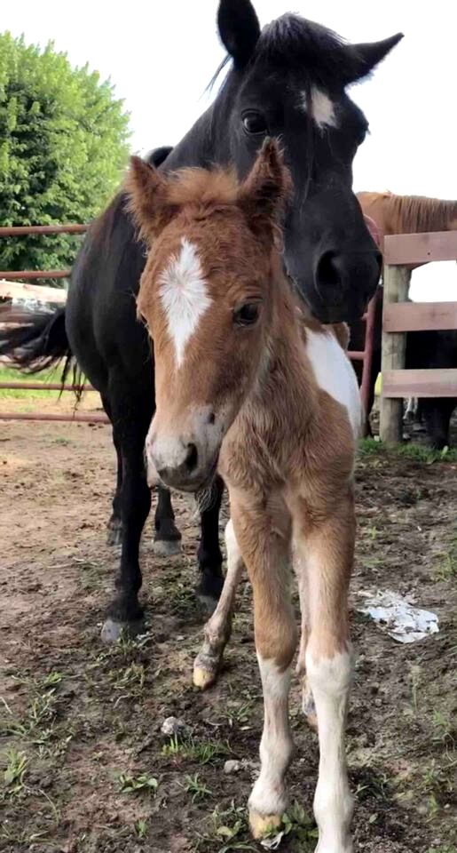 Cute Cottage on Working Farm for Farmstay Glamping Getaways to Virginia - Perfect for Animal Lovers