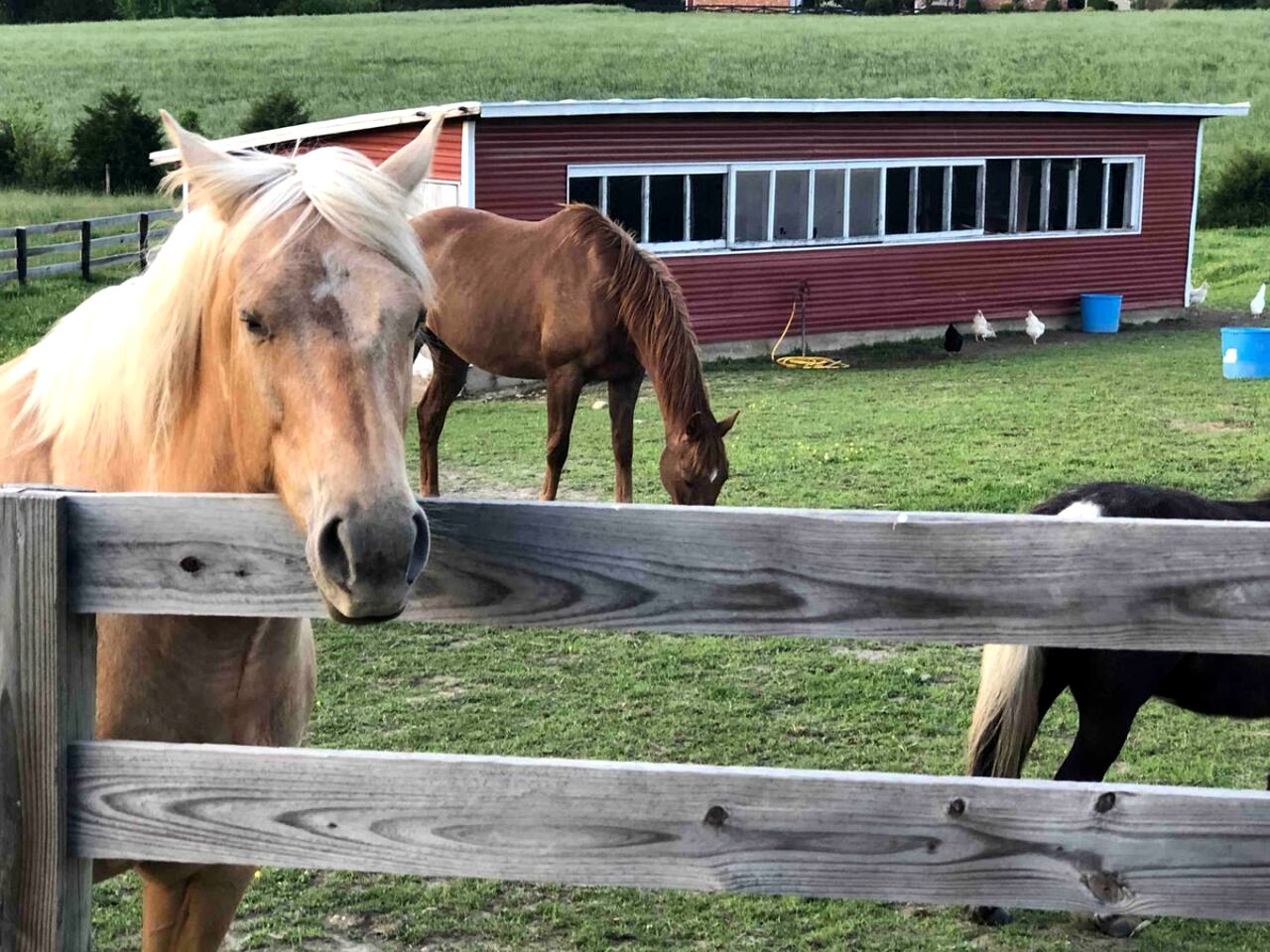 Cute Cottage on Working Farm for Farmstay Glamping Getaways to Virginia - Perfect for Animal Lovers