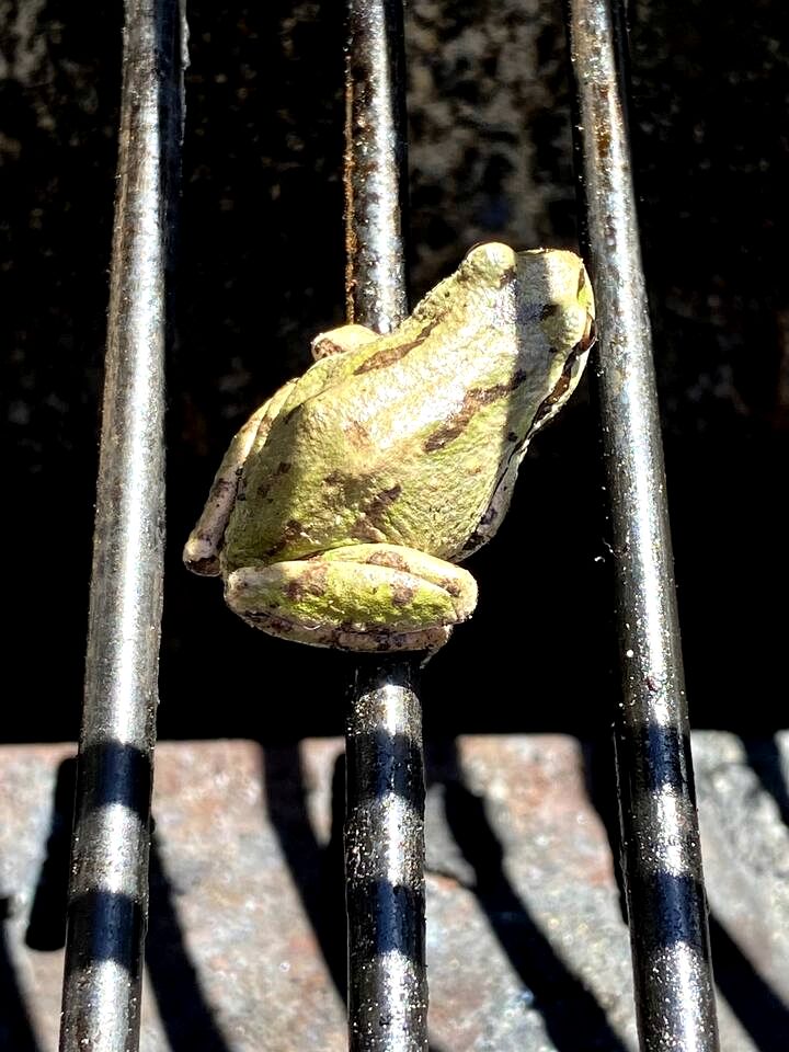 Magical Micro A-Frame on the Sunshine Coast for the Best of British Columbia's Glamping