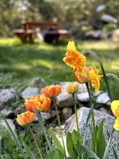 A-Frames (Canada, --, --)