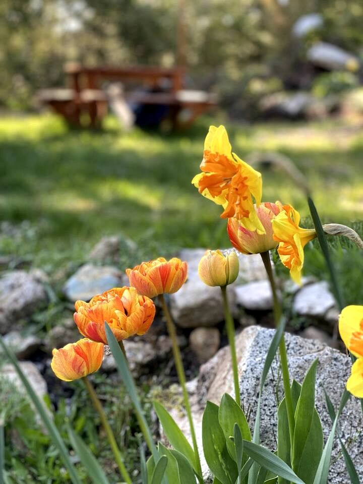 Magical Micro A-Frame on the Sunshine Coast for the Best of British Columbia's Glamping