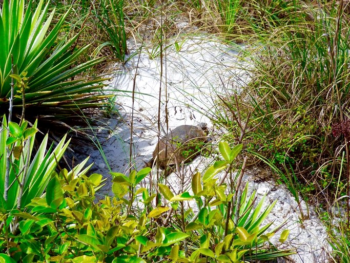 Cottages (United States of America, Placida, Florida)