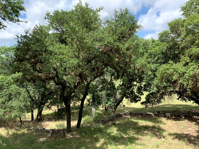 Cottages (Pipe Creek, Texas, United States)