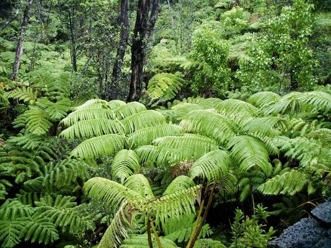 Nature Lodges (Keaau, Hawaii, United States)