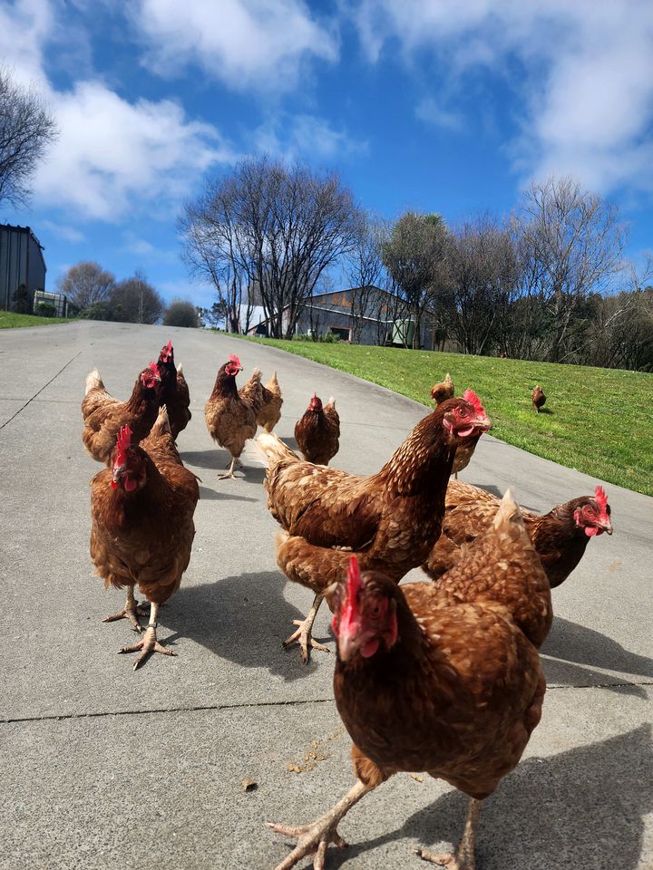 Rustic Tiny House with Outstanding Farmlands Views and Wildlife in North Island, New Zealand