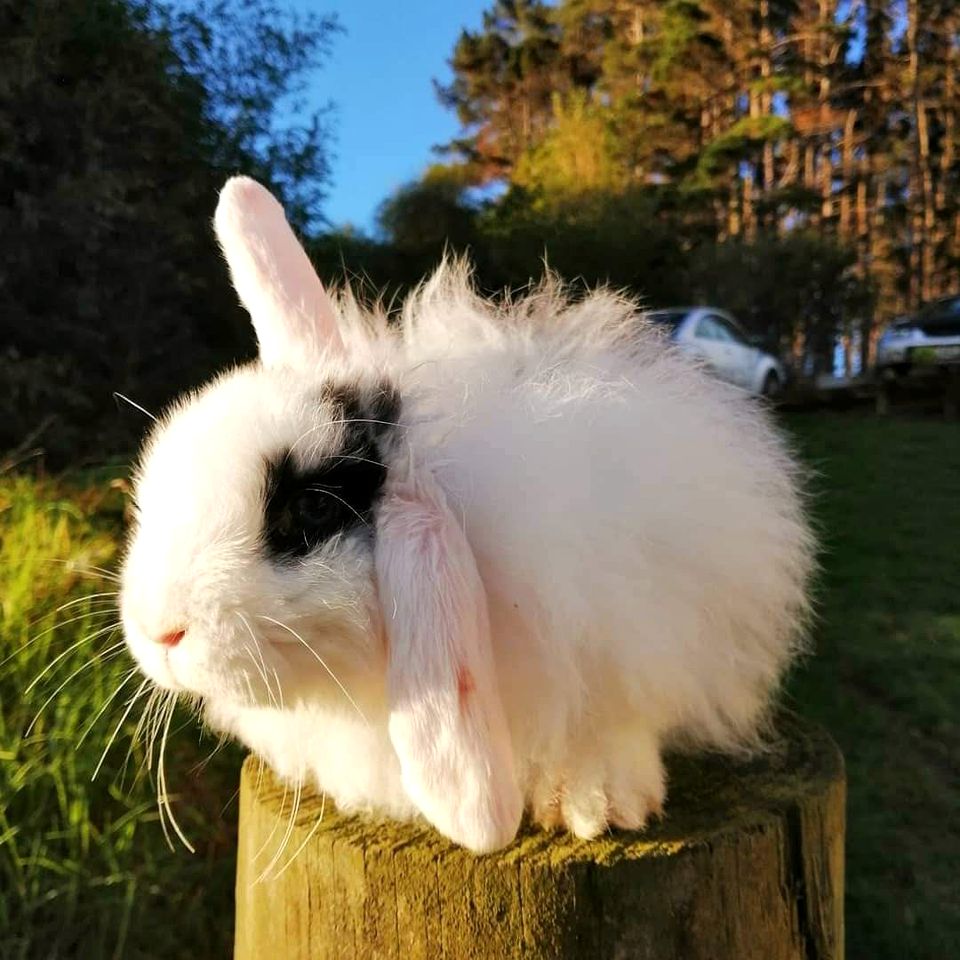 Rustic Tiny House with Outstanding Farmlands Views and Wildlife in North Island, New Zealand