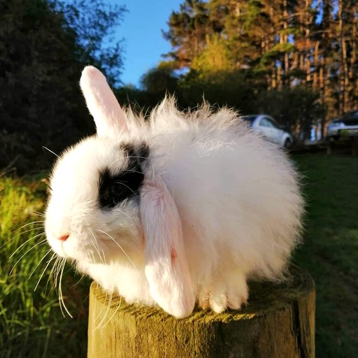 Tiny Houses (New Zealand, Dairy Flat, North Island)