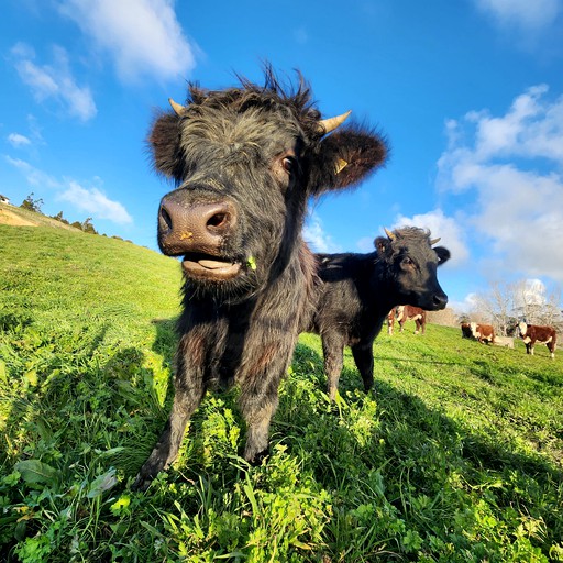 Tiny Houses (New Zealand, Dairy Flat, North Island)