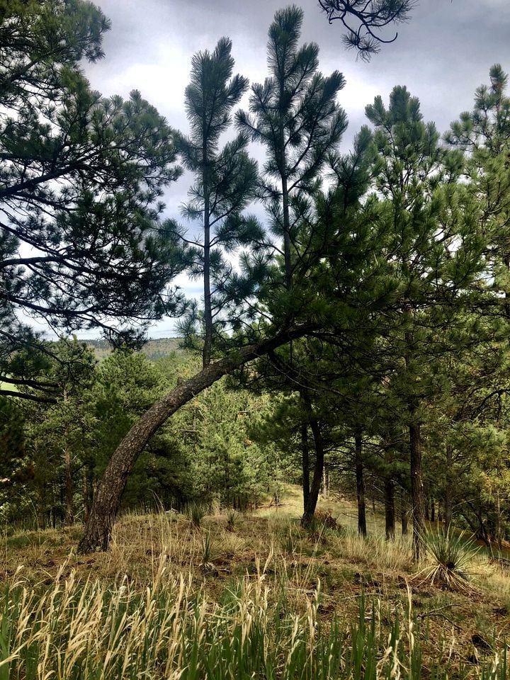 Stunning Secluded Dome with Gorgeous Forest Sights in Hermosa, South Dakota