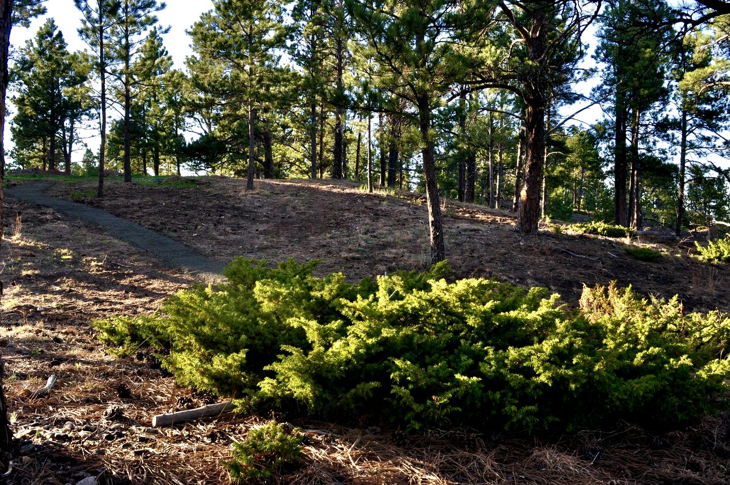 Stunning Secluded Dome with Gorgeous Forest Sights in Hermosa, South Dakota