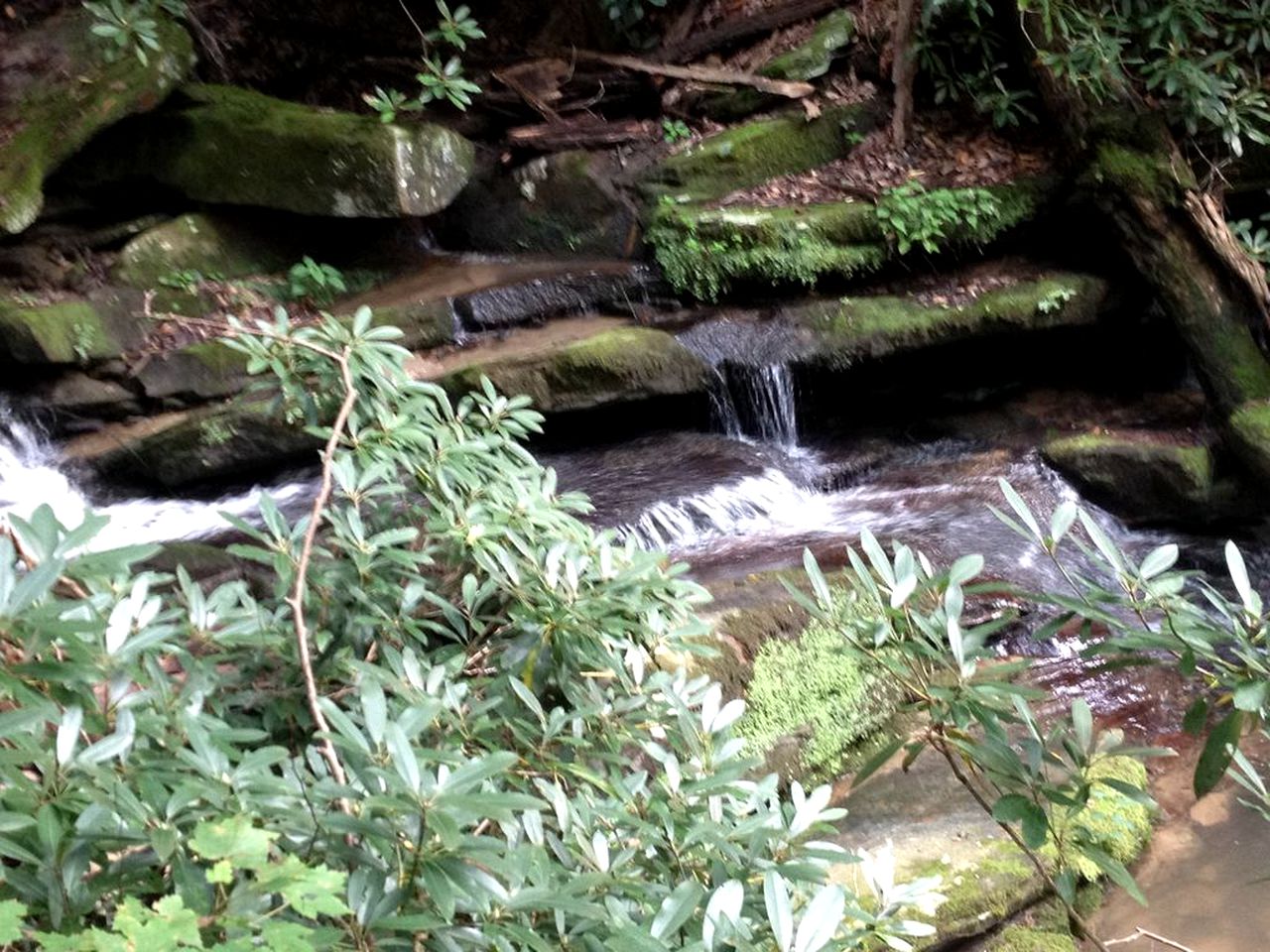 Peacefully Secluded Cottage Rental on Nature Preserve near Asheville, North Carolina